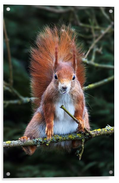 Red squirrel with attitude. Acrylic by Ian Duffield