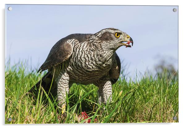  The Mighty Goshawk Acrylic by Ian Duffield