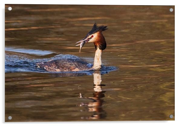 Great Crested Grebe with fish  Acrylic by Ian Duffield