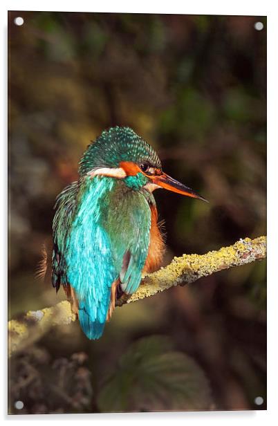 The Beautiful Kingfisher  Acrylic by Ian Duffield