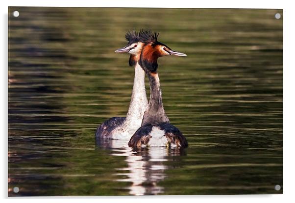  Great Crested Grebe courtship display Acrylic by Ian Duffield