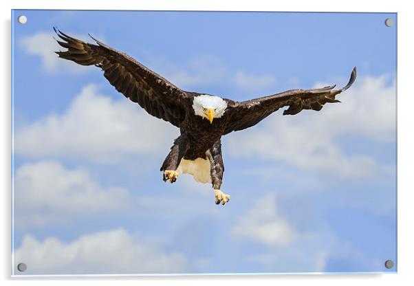  Bald Eagle Landing Acrylic by Ian Duffield
