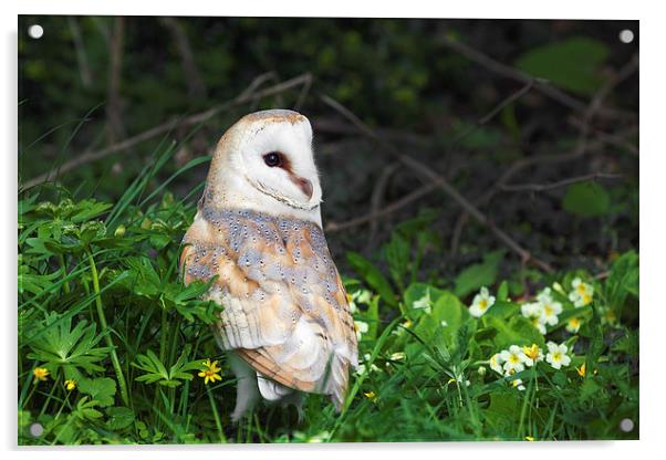  Barn Owl amongst the primroses Acrylic by Ian Duffield