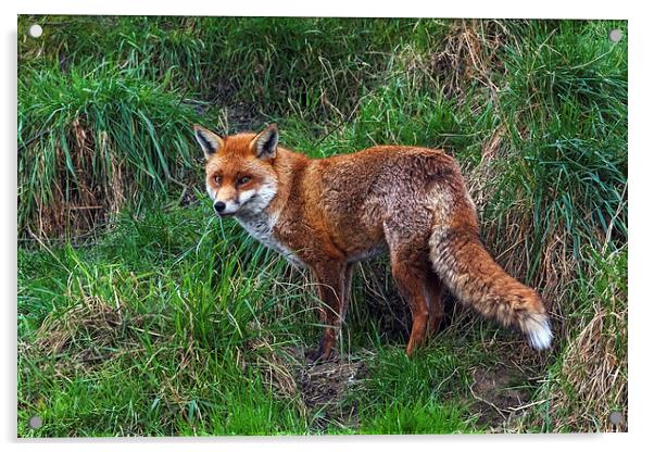  Wary Fox Acrylic by Ian Duffield