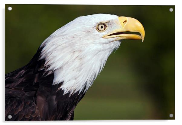  Bald Eagle Profile Acrylic by Ian Duffield