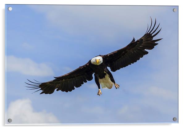  Bald eagle in flight. Acrylic by Ian Duffield