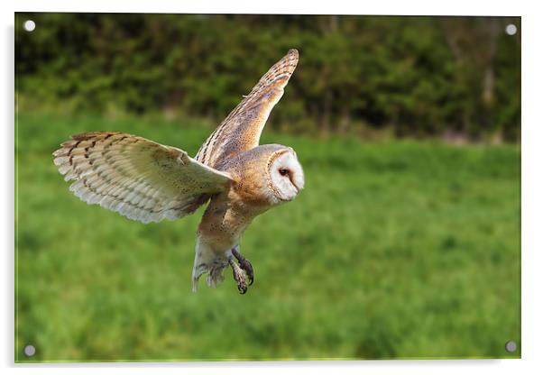 Barn owl flying by  Acrylic by Ian Duffield
