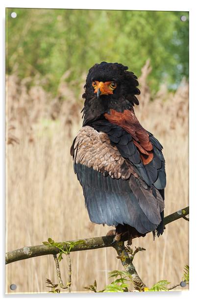 Bateleur eagle looking round.  Acrylic by Ian Duffield