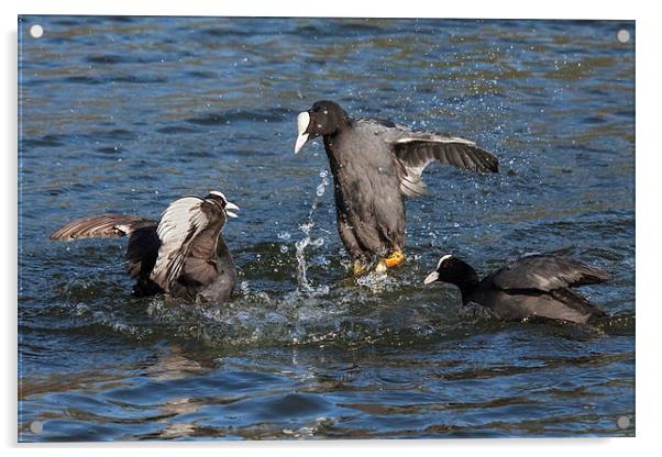  Warring coots battle it out. Acrylic by Ian Duffield