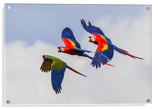  Multi-coloured macaws in flight, Acrylic by Ian Duffield