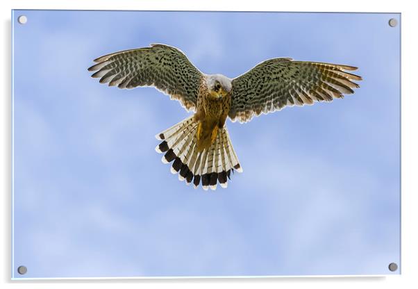  Kestrel hovering in a blue sky. Acrylic by Ian Duffield