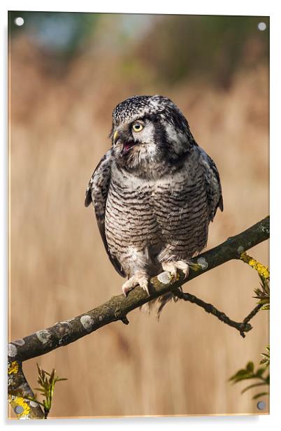 Northern Hawk Owl calling. Acrylic by Ian Duffield