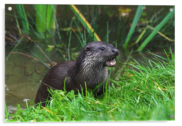  Otter emerging from the water Acrylic by Ian Duffield