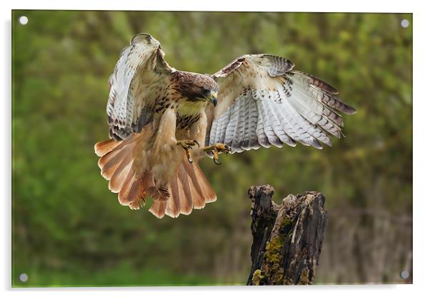  Red-tailed Hawk landing. Acrylic by Ian Duffield