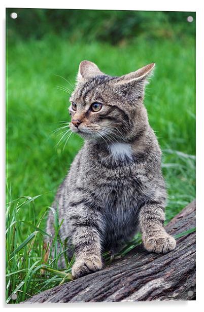  Scottish Wildcat kitten strikes a pose. Acrylic by Ian Duffield