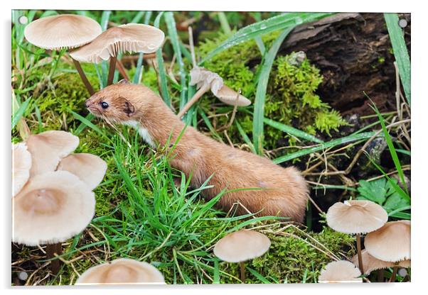 Weasel amongst the toadstools.  Acrylic by Ian Duffield