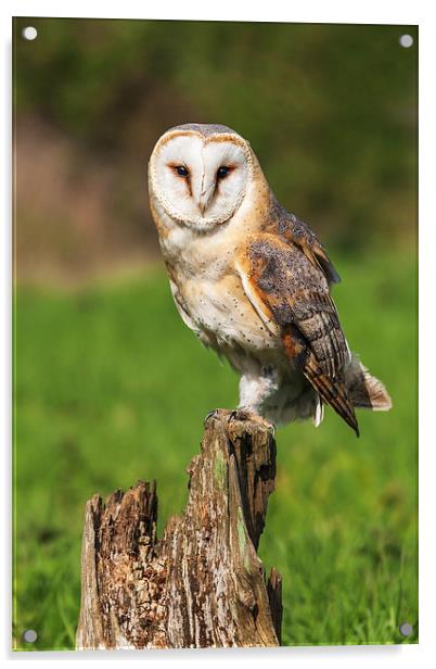  Barn Owl perched on a tree stump. Acrylic by Ian Duffield