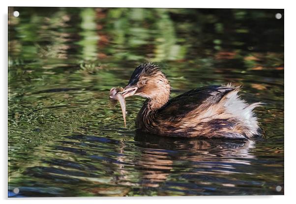  Dabchick with a fish Acrylic by Ian Duffield