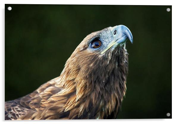  Golden Eagle looking up Acrylic by Ian Duffield