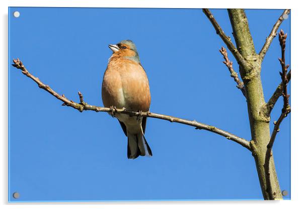 Male chaffinch singing heartily in the sunshine Acrylic by Ian Duffield