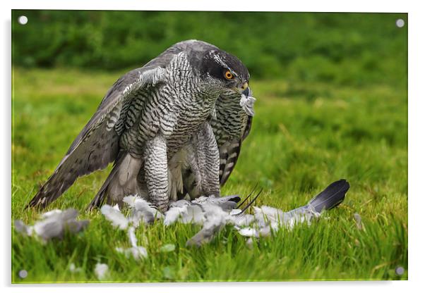  Goshawk struggling with his pigeon dinner Acrylic by Ian Duffield