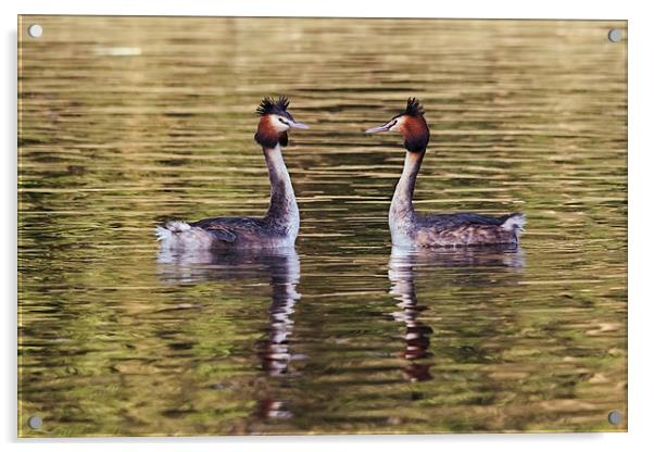  Great Crested Grebes courting Acrylic by Ian Duffield