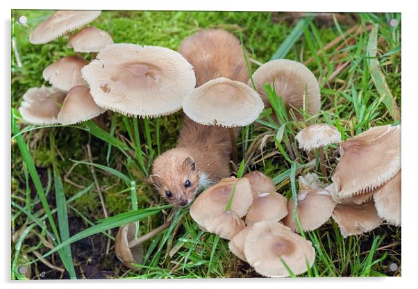  Weasel hunting amongst the toadstools Acrylic by Ian Duffield