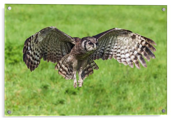  Verreaux's Eagle Owl in flight Acrylic by Ian Duffield