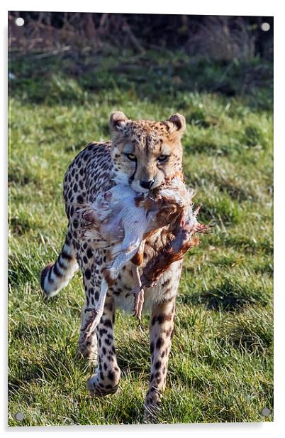  Cheetah carrying lunch Acrylic by Ian Duffield