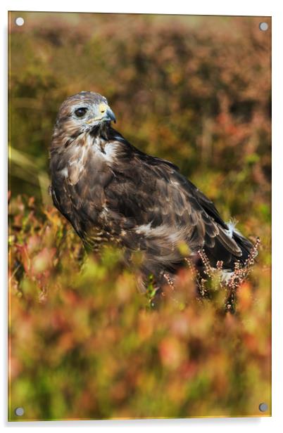 Buzzard in amongst golden autumnal vegetation Acrylic by Ian Duffield