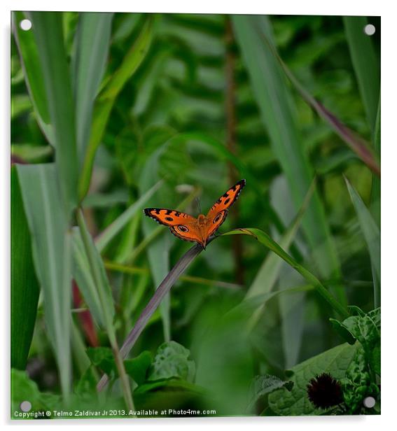 Orange Butterfly.... Acrylic by Telmo Zaldivar Jr