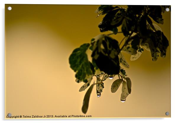 Wet Leaves Acrylic by Telmo Zaldivar Jr
