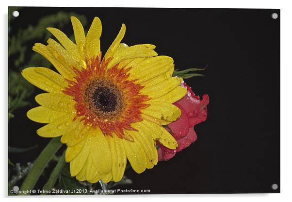 Yellow Chrysanthemum Acrylic by Telmo Zaldivar Jr