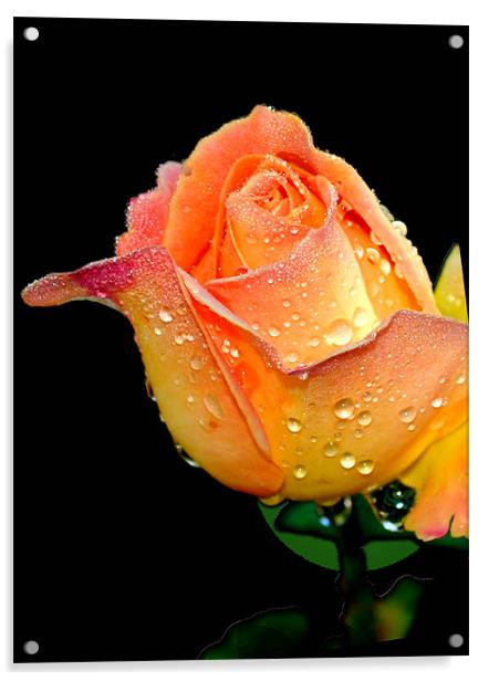 Dewdrops on rose petals Acrylic by Regis Yaworski