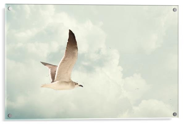 Gull soaring in the clouds Acrylic by Regis Yaworski