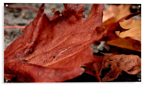 autumn leaves Acrylic by Daniel Carr