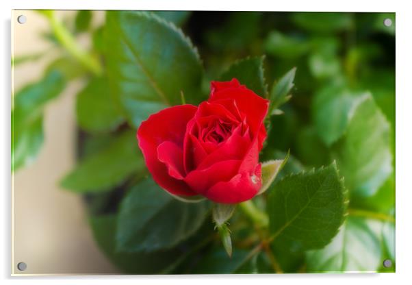 Red Rose Acrylic by Igors Krjukovs