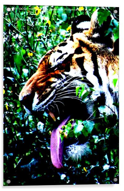Amur Tiger Acrylic by Alan Harman