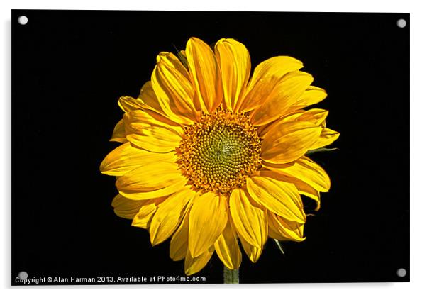 Sunflower Acrylic by Alan Harman