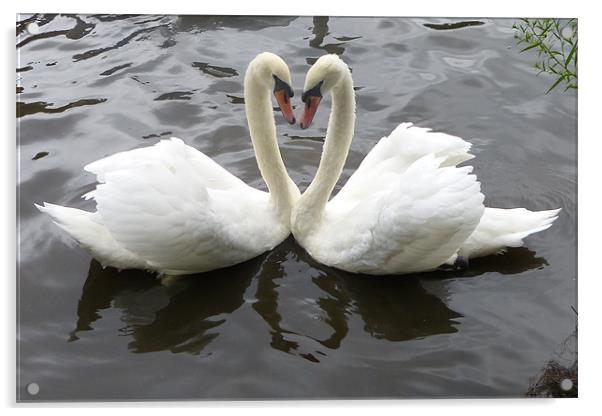 Romantic Swans Acrylic by Ursula Keene