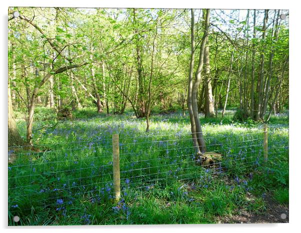 Bluebells amongst the Trees Acrylic by Ursula Keene