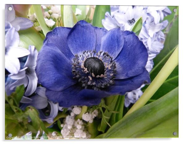 Blue Anemone flower Acrylic by Ursula Keene