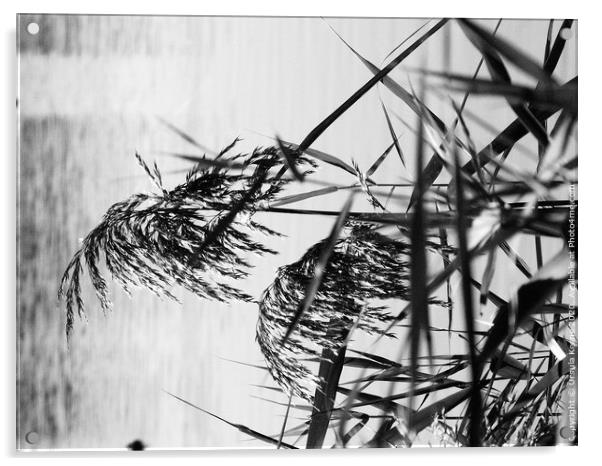 Grain effect reeds Acrylic by Ursula Keene