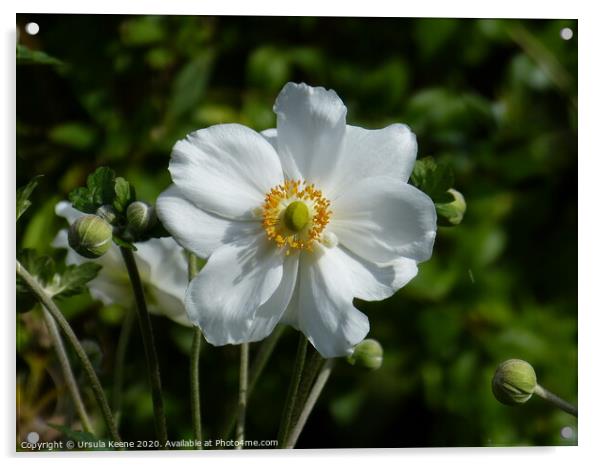 Japanese anemone white Acrylic by Ursula Keene