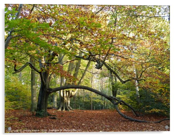 Autumnal Walk at Keston Ponds Kent Acrylic by Ursula Keene
