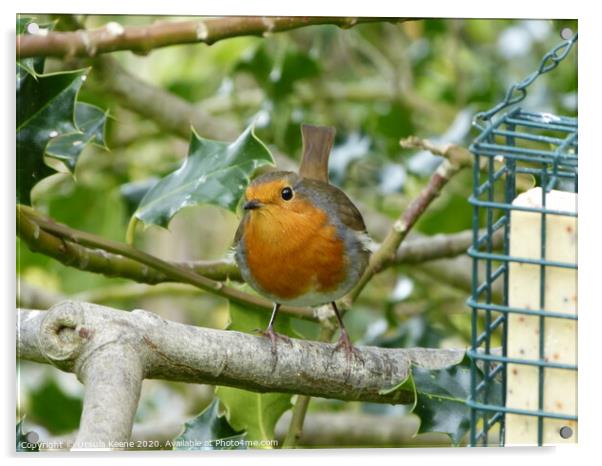 Cheeky robin in parents garden  Acrylic by Ursula Keene