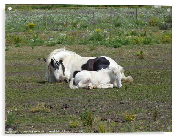 Cob mare & her foal Acrylic by Ursula Keene