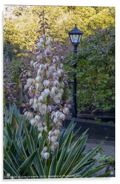 Yucca filamentosa, Adam’s needle & thread Acrylic by Ursula Keene