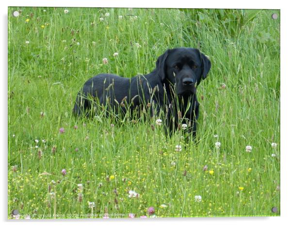 Black Labrador waits Acrylic by Ursula Keene