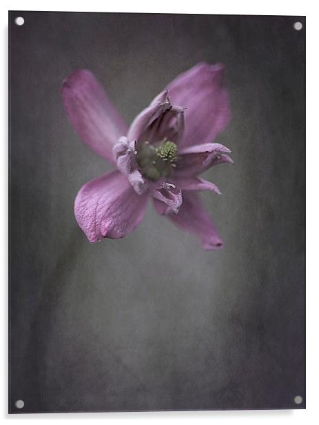  Clematis Acrylic by clint hudson